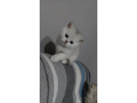 British shorthair 2 aylık dişi yavrular