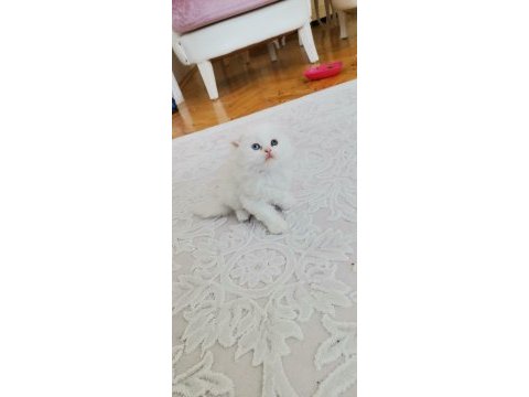British shorthair yavrularımız teslime hazır hale gelmiştir