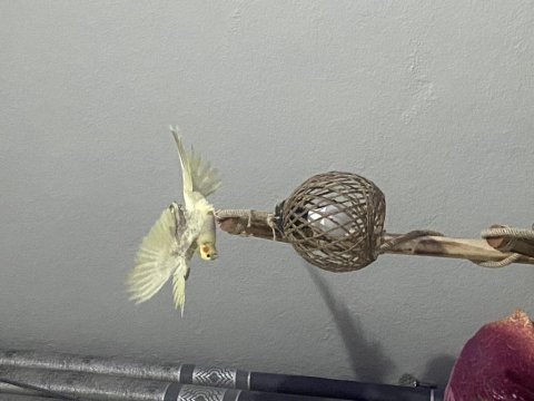 Balıkesir merkez sultan papağanı