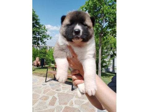 Orjinal safkan amerikan akita yavrularımız