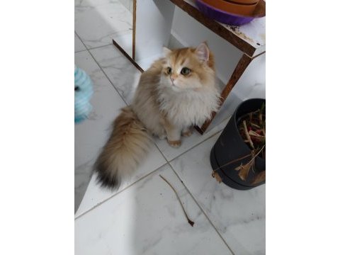 Ny12 golden full şecereli british longhair