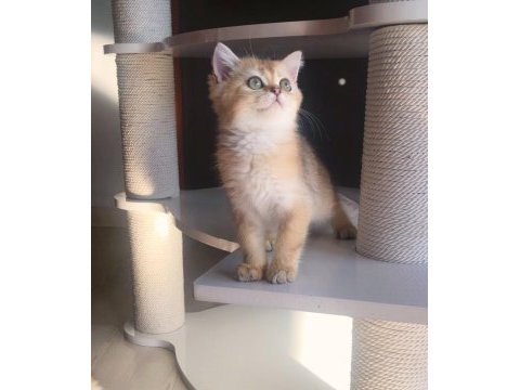 Safkan golden british shorthair