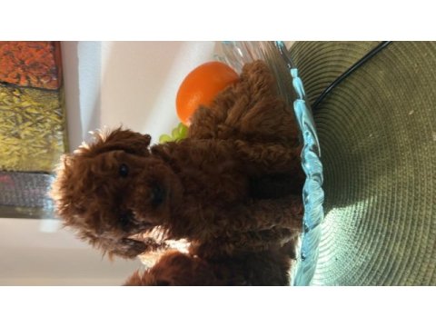 Dünyanın en zeki ırkı tüy dökmez koku yapmaz kıvırcık poodle