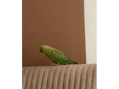 Dişi pakistan hint papağanı