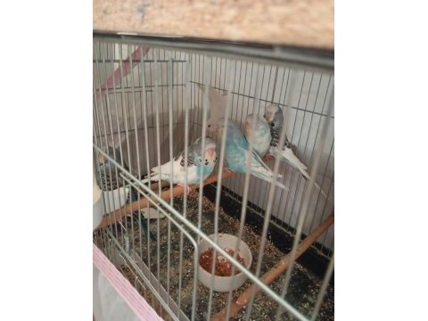 Show ve jumbo kırması muhabbet kuşu yavrular