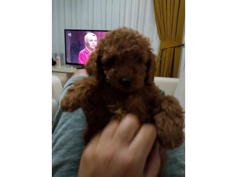 3.5 aylık tuvalet eğitimli erkek toy poodle