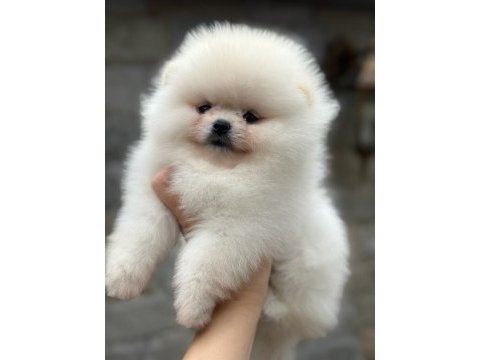 Pomeranian yavrularıma aile arıyoruz
