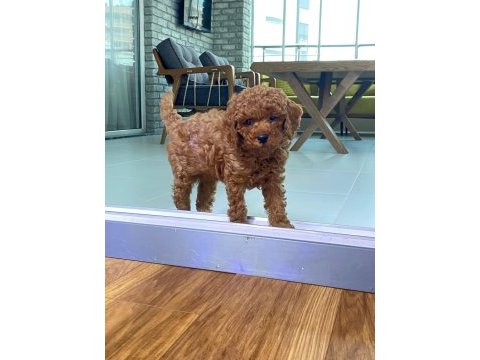 Erkek toy poodle