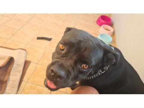 1.5 yaşında eğitimli cane corso