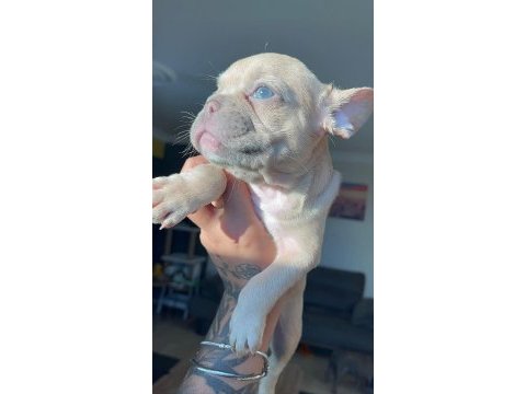 Acil 2 tane dişi french bulldog