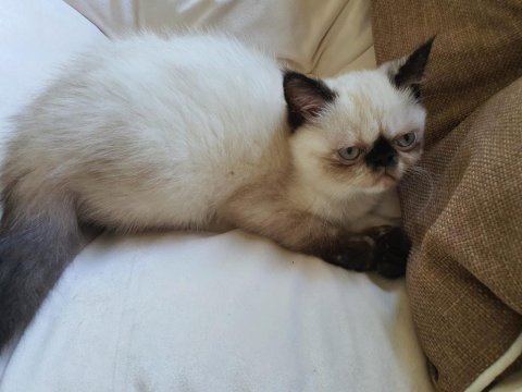 Safkan exotic shorthair blue point dişi