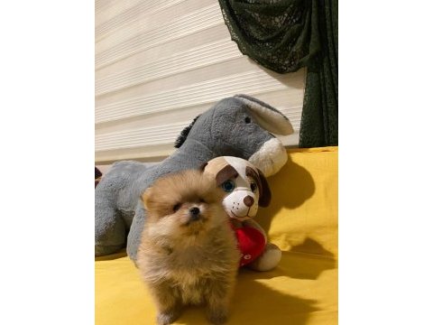 Minik ama sevgi dolu pomeranian