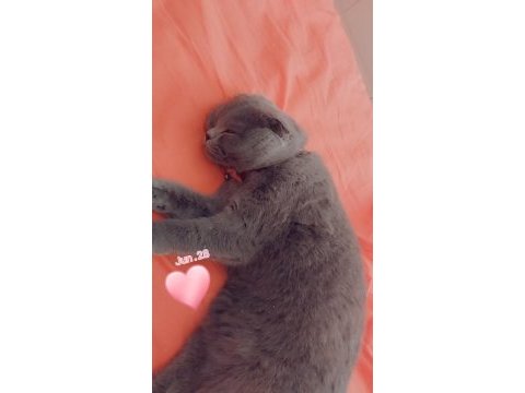 1 yaşında kedimi sahiplendirmek istiyorum