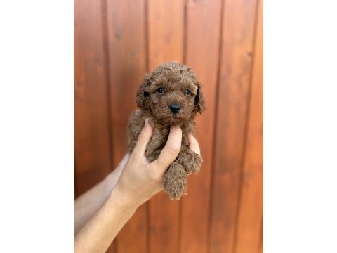 Eşsiz kalite toy poodle yavrularım