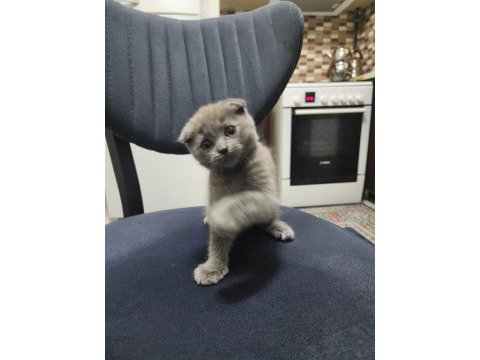 Scottish fold kedimiz