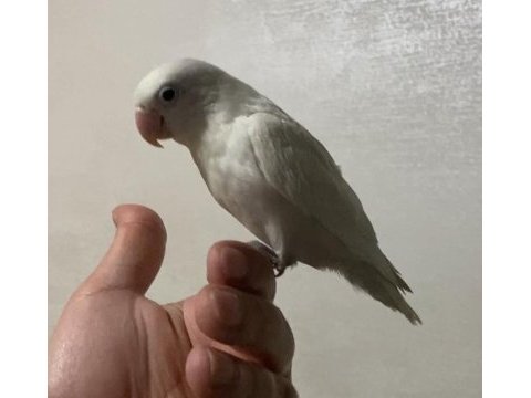 Beyaz cennet papağanı yavru 2 ay