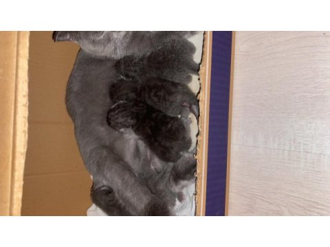 Yeni doğmuş british shorthair