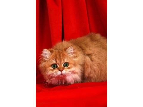 British longhair by11(cy)