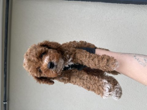 Toypoodle bebeklerim 