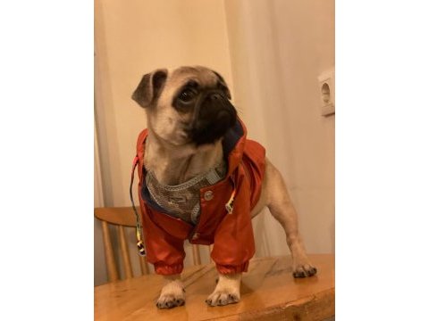 3 aylık pug dişi