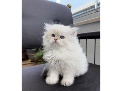 British longhair by1133 anne baba şecereli yavru