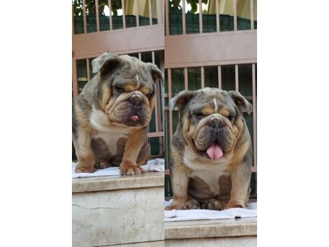 Orjinal irk yetişkin ıngılız bulldog