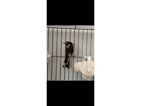 Takım saka kuşu yavruluk büyümeler