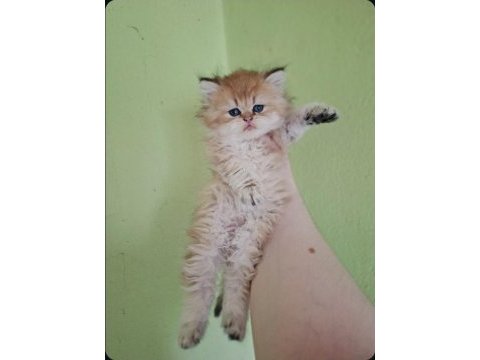 British longhair kedisi