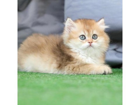 Anne baba şecereli safkan golden british longhair dişi