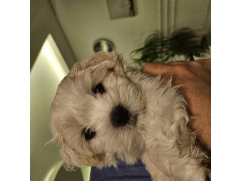 Özel şartlarla sahiplendirilecek maltese terrier