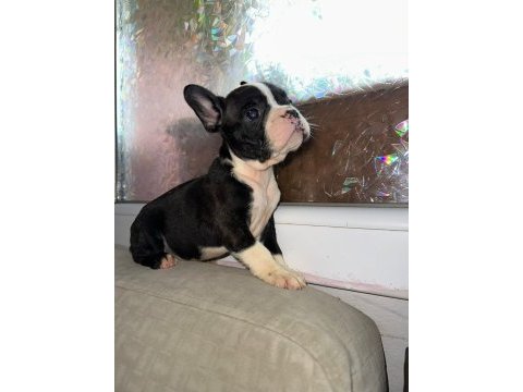 French bulldog güzellikler