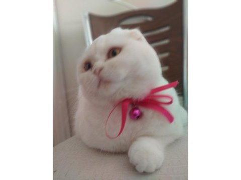Güzel kızım yeni ailesini bekliyor scottish fold