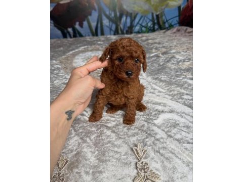 Koyu renk toy poodle yavruları 