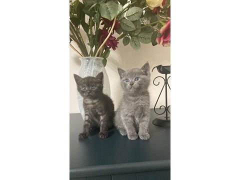 Sevimli safkan british longhair bebişlerim
