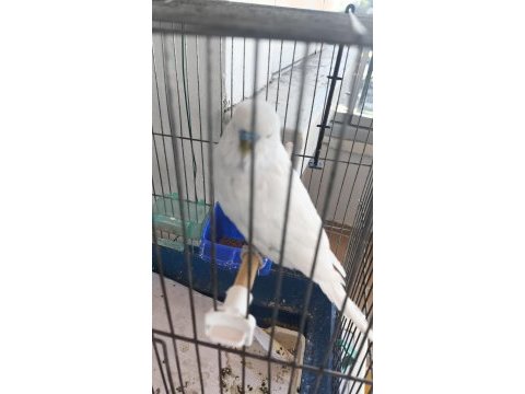 Kuşlar üste para verilir ve takas olur