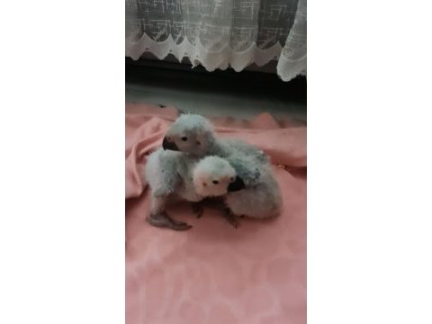 30 günlük yerli üretim el besleme bebek jako