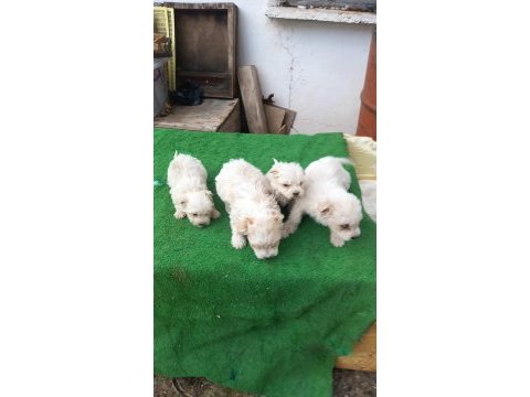 Mini maltese terrier yavruları