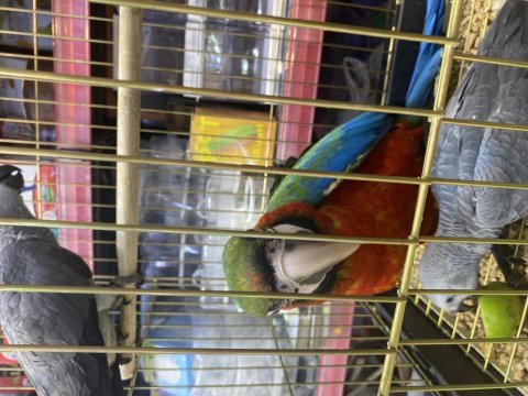 Harley queen el besleme macaw