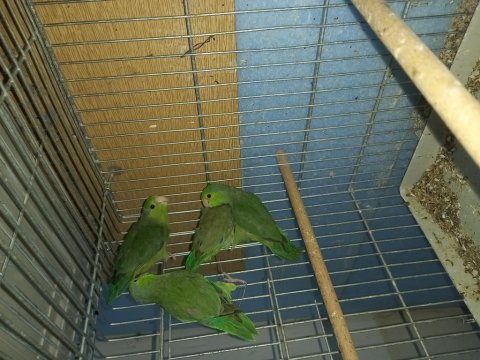 3 adet yeşil forpus papağanı