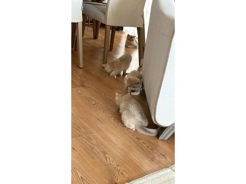 Ay 12 gold british shorthair