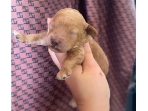 Safkan toy poodle yavrular