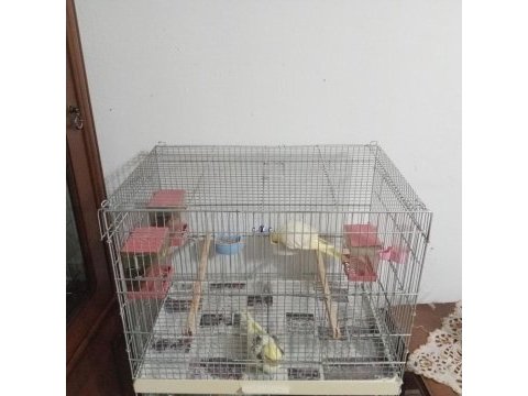 Sahibini bekliyorlar sultan papağanı