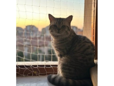 British shorthair oğluma dişi arıyorum