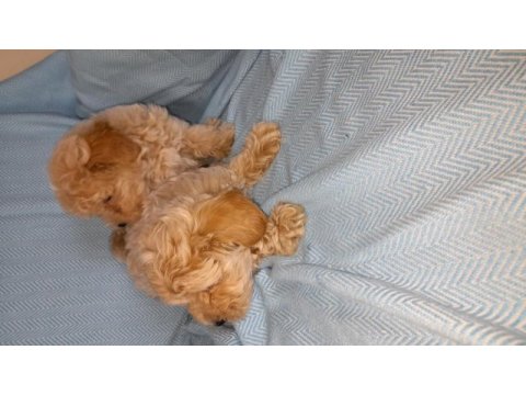 Dünya tatlısı maltipoo bebekler