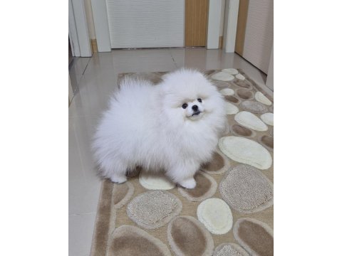 Üst kalite pomeranian boo erkek