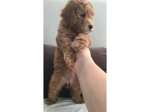 Dişi toy poodle