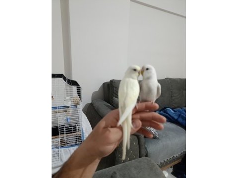 5 aylık eş renk güzeli oyuncu muhabbet kuşu yavrular