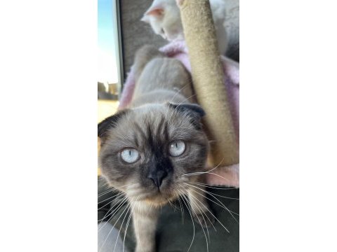 1.5 yaşında çok acil scottish fold