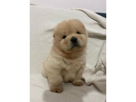 Chow chow köpeği yavrular