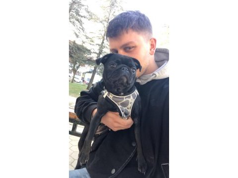 Sahibinden ücretli dişi pug daha bir yaşında